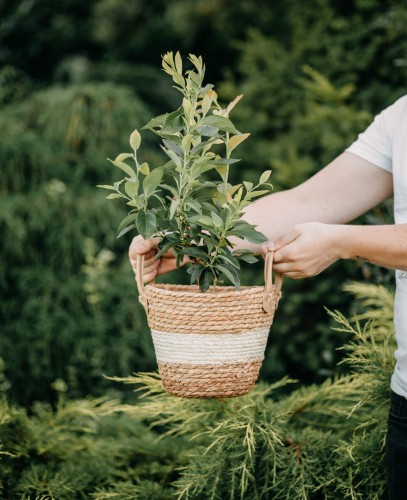 borowka-amerykanska-vaccinium-corymbosum-goldtraube-zielonapara-sadzonka-duza-zdrowa-srednio-pozne-duze-owoce