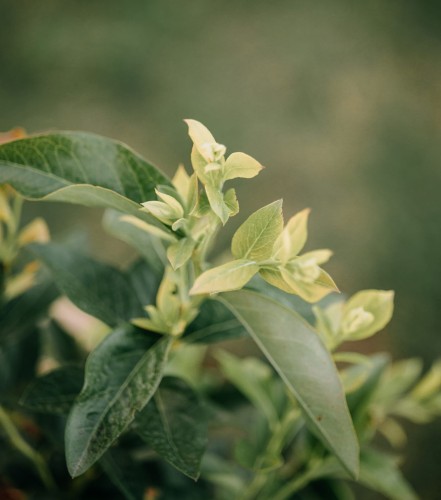 borowka-amerykanska-vaccinium-corymbosum-sierra-zielonapara-sadzonka-duza-zdrowa-srednio-wczesne-duze-owoce