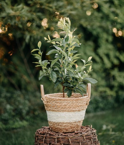 borowka-amerykanska-vaccinium-corymbosum-brigitta-zielonapara-sadzonka-duza-zdrowa-pozne-duze-owoce