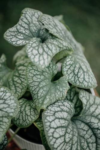brunnera-wielkolistna-Brunnera-macrophylla-zielonapara-zielona-para-sadzonka-0474.jpg