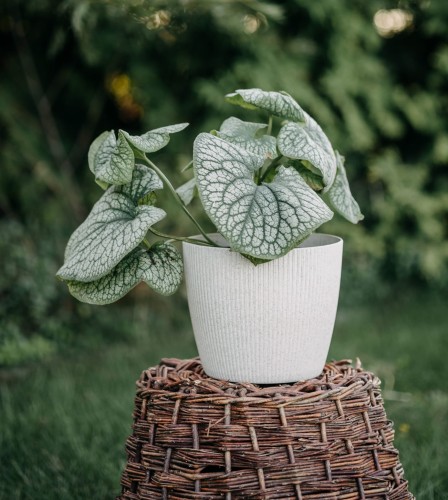 brunnera-wielkolistna-Brunnera-macrophylla-zielonapara-zielona-para-sadzonka-0473.jpg