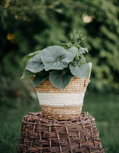 brunnera-wielkolistna-Brunnera-macrophylla-zielonapara-zielona-para-sadzonka- — kopia.jpg