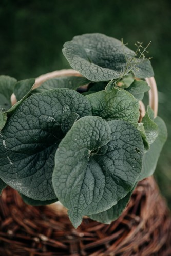 brunnera-wielkolistna-Brunnera-macrophylla-zielonapara-zielona-para-sadzonka-0477 — kopia.jpg