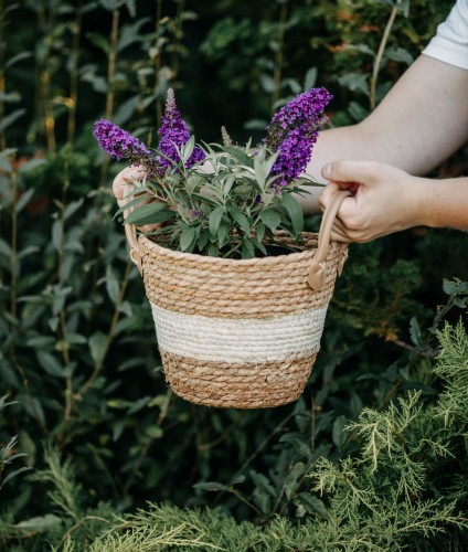 budleja-dawida-buddleja-davidii-lavender-cupcake-zielonapara-sadzonka-duza-zdrowa-lawendowe-kwiaty