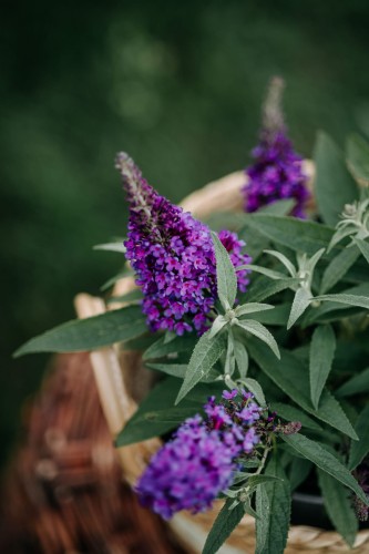 budleja-dawida-buddleja-davidii-little-purple-zielonapara-sadzonka-duza-zdrowa-fioletowe-kwiaty
