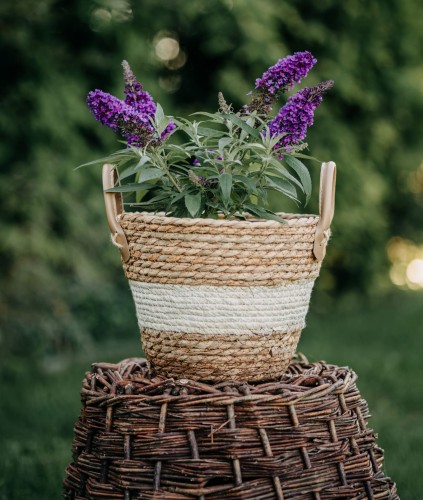 budleja-dawida-buddleja-davidii-little-purple-zielonapara-sadzonka-duza-zdrowa-fioletowe-kwiaty