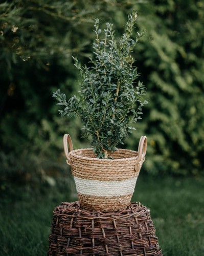 bukszpan-wieczniezielony-buxus-sempervirens-zielonapara-sadzonka-duza-zdrowa-zimozielony-geste-liscie