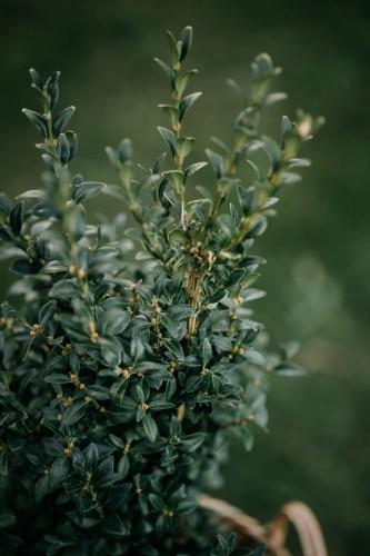 bukszpan-wieczniezielony-buxus-sempervirens-zielonapara-sadzonka-duza-zdrowa-zimozielony-geste-liscie