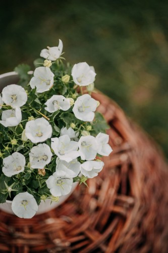 dzwonek-karpacki-avida-white-campanula-carpatica-biale-kwiaty-niska-bylina-20-30cm-sadzonka-sadzonki-zielona-para-zielonapara