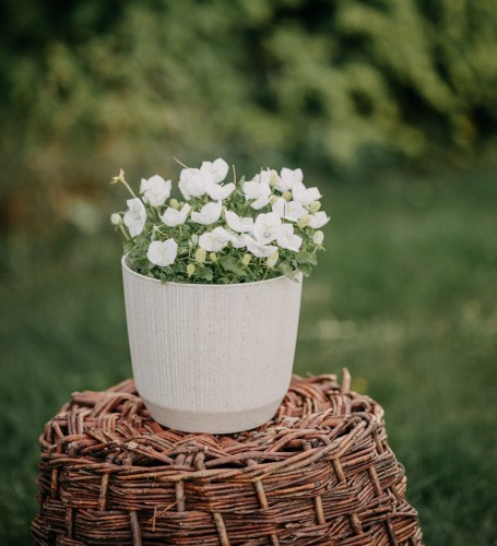 dzwonek-karpacki-avida-white-campanula-carpatica-biale-kwiaty-niska-bylina-20-30cm-sadzonka-sadzonki-zielona-para-zielonapara