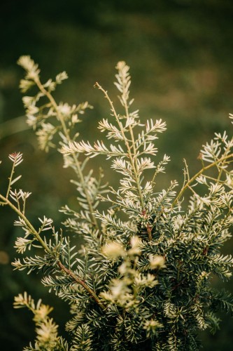 cis-pospolity-aurea-taxus-baccata-zoltozielone-iglaki-zimozielony-krzew-sadzonka-sadzonki-zielona-para-zielonapara