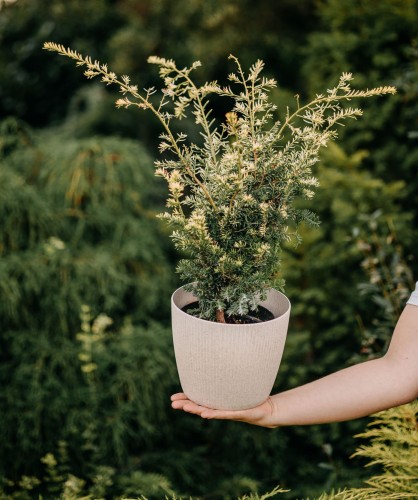 cis-pospolity-aurea-taxus-baccata-zoltozielone-iglaki-zimozielony-krzew-sadzonka-sadzonki-zielona-para-zielonapara