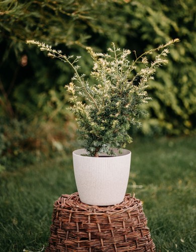 cis-pospolity-aurea-taxus-baccata-zoltozielone-iglaki-zimozielony-krzew-sadzonka-sadzonki-zielona-para-zielonapara