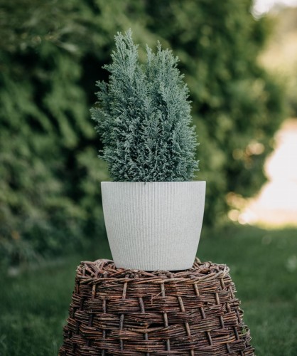 cyprysik-Lawsona-Ellwoodii-Chamaecyparis-lawsoniana-Ellwoodii-zielonapara-zielona-para-sadzonka-0401.jpg