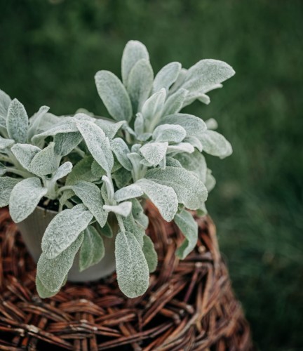 czysciec-welnisty-silver-carpet-stachys-byzantina-sadzonka-zielonapara-zielona-para-0200.jpg