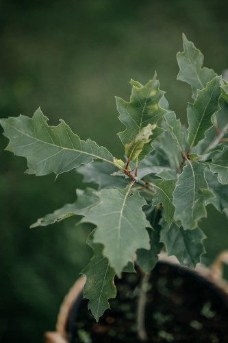 dąb-czerwony-Quercus-rubra-zielonapara-zielona-para-sadzonka-0435.jpg