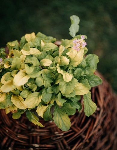 dąbrówka-rozłogowa-Gold-Change-Glechoma-hederacea-Gold-Change-zielonapara-zielona-para-sadzonka-0530.jpg
