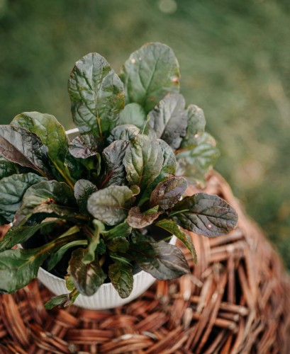 dąbrówka-rozłogowa-Ajuga-reptans-zielonapara-zielona-para-sadzonka-0593.jpg