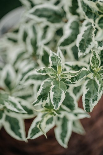deren-bialy-elegantissima-cornus-alba-bialo-zielone-liscie-czerwone-pedy-krzew-ozdobny-sadzonka-sadzonki-zielona-para-zielonapara