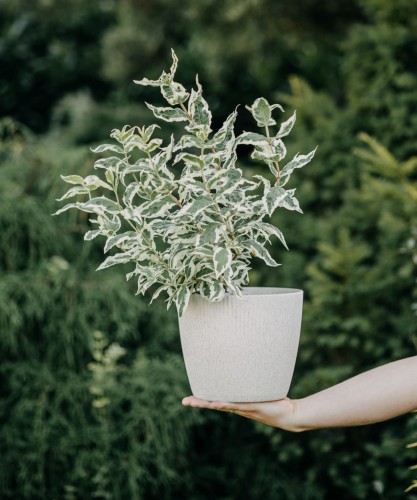 deren-bialy-elegantissima-cornus-alba-bialo-zielone-liscie-czerwone-pedy-krzew-ozdobny-sadzonka-sadzonki-zielona-para-zielonapara