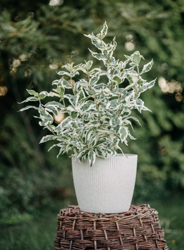 deren-bialy-elegantissima-cornus-alba-bialo-zielone-liscie-czerwone-pedy-krzew-ozdobny-sadzonka-sadzonki-zielona-para-zielonapara