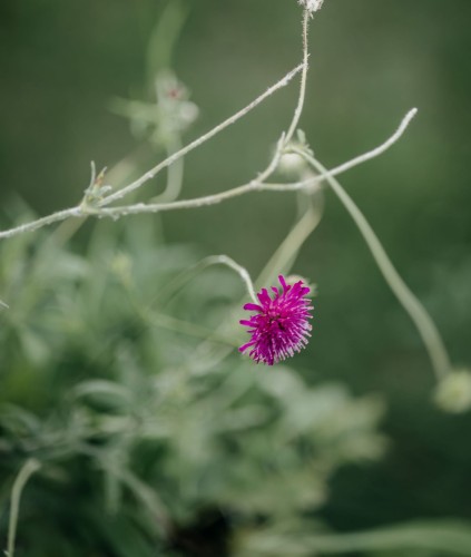 drakiew-kaukaska-fioletowa-Dracunculus-caucasicus-fioletowa-zielonapara-zielona-para-sadzonka-0390.jpg