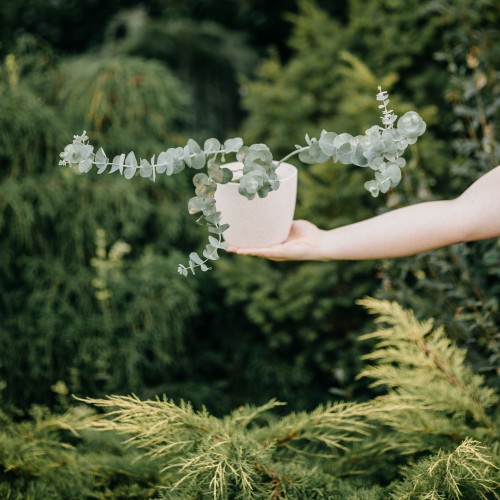 eukaliptus-silver-dollar-eucalyptus-cinerea-srebrzyste-okragle-liscie-aromatyczne-drzewko-200-300cm-sadzonka-sadzonki-zielona-para-zielonapara