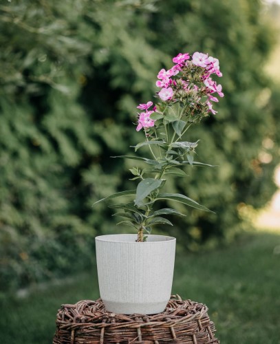floks-plamisty-natascha-phlox-maculata-rozowo-biale-paskowane-kwiaty-letnia-bylina-60-80cm-sadzonka-sadzonki-zielona-para-zielonapara