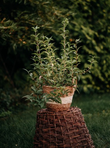 forsycja-forsythia-kumson-zielonapara-sadzonka-duza-zdrowa-zolte-kwiaty-dekoracyjne-nerwy-lisci