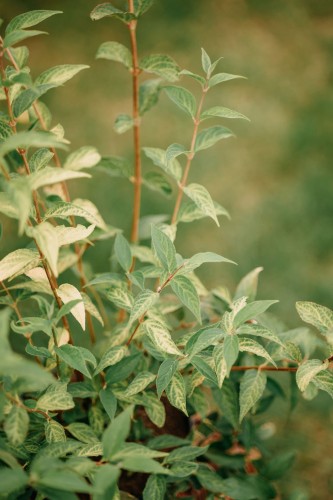 forsycja-forsythia-kumson-zielonapara-sadzonka-duza-zdrowa-zolte-kwiaty-dekoracyjne-nerwy-lisci