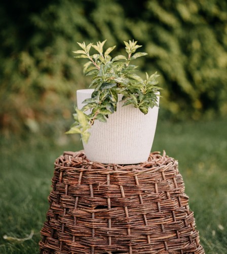 forsycja-pośrednia-Variegata-Forsythia-x-intermedia-Variegata-zielonapara-zielona-para-sadzonka-0688.jpg