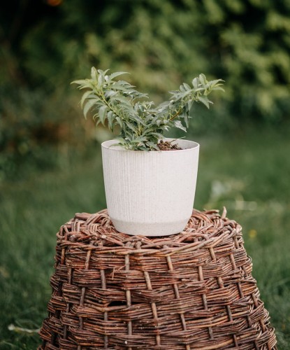 forsycja-posrednia-forsythia-intermedia-fiesta-zielonapara-sadzonka-duza-zdrowa-zolte-kwiaty-pstre-liscie