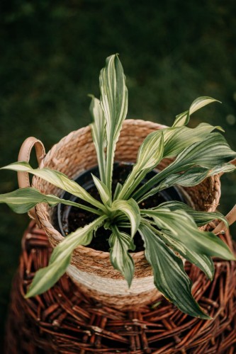 funkia-fire-and-ice-hosta-bialo-zielone-dwukolorowe-liscie-dekoracyjna-bylina-sadzonka-sadzonki-zielona-para-zielonapara