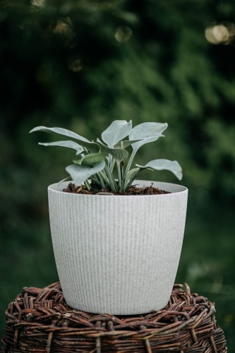 funkia-Hosta-Hosta-zielonapara-zielona-para-sadzonka-0451.jpg