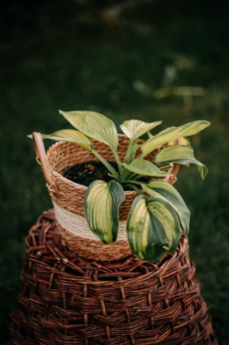 funkia-Hosta-Hosta-zielonapara-zielona-para-sadzonka-0765.jpg