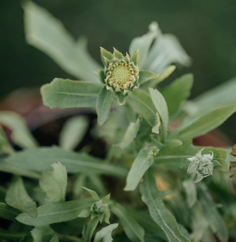 gailardia-kobold-gaillardia-aristata-czerwono-zolte-kwiaty-bylina-30-40cm-sadzonka-sadzonki-zielona-para-zielonapara