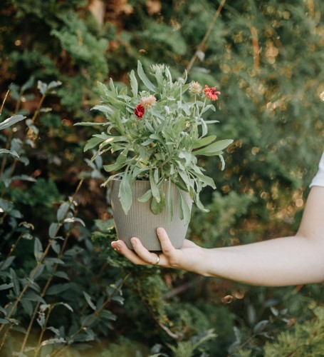 gailardia-mesa-red-gaillardia-aristata-czerwone-kwiaty-dlugo-kwitnaca-bylina-30-40cm-sadzonka-sadzonki-zielona-para-zielonapara