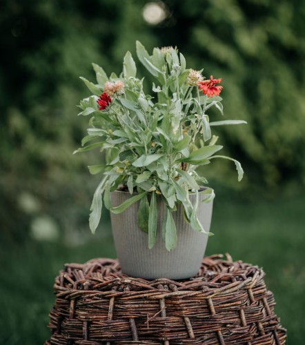 gailardia-mesa-red-gaillardia-aristata-czerwone-kwiaty-dlugo-kwitnaca-bylina-30-40cm-sadzonka-sadzonki-zielona-para-zielonapara