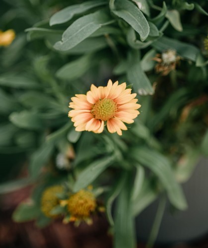 gailardia-mesa-peach-gaillardia-aristata-brzoskwiniowe-kwiaty-dlugo-kwitnaca-bylina-30-40cm-sadzonka-sadzonki-zielona-para-zielonapara