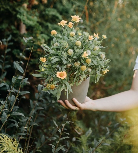 gailardia-mesa-peach-gaillardia-aristata-brzoskwiniowe-kwiaty-dlugo-kwitnaca-bylina-30-40cm-sadzonka-sadzonki-zielona-para-zielonapara