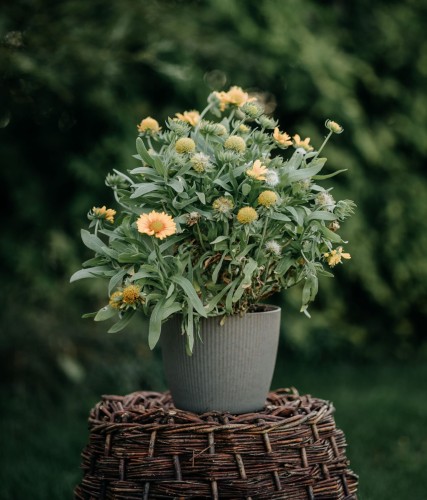 gailardia-mesa-peach-gaillardia-aristata-brzoskwiniowe-kwiaty-dlugo-kwitnaca-bylina-30-40cm-sadzonka-sadzonki-zielona-para-zielonapara