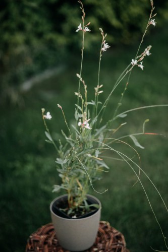 gaura-lindheimera-passionate-blush-gaura-lindheimeri-rozowe-kwiaty-dlugo-kwitnaca-bylina-60-80cm-sadzonka-sadzonki-zielona-para-zielonapara