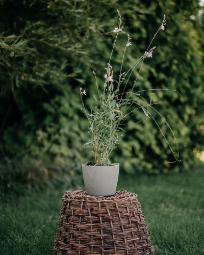 gaura-lindheimera-gaura-lindheimeri-biale-kwiaty-dlugo-kwitnaca-bylina-60-80cm-sadzonka-sadzonki-zielona-para-zielonapara