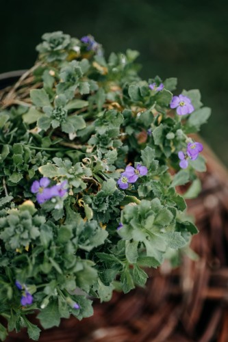 gęsiówka-kaukaska-fioletowa-Arabis-caucasica-fioletowa-zielonapara-zielona-para-sadzonka-0367.jpg