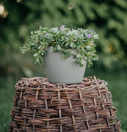 gęsiówka-kaukaska-fioletowa-Arabis-caucasica-fioletowa-zielonapara-zielona-para-sadzonka-0366.jpg