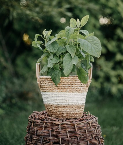 hortensja-krzewiasta-incrediball-hydrangea-arborescens-biale-kuliste-kwiaty-mocne-pedy-120-150cm-sadzonka-sadzonki-zielona-para-zielonapara