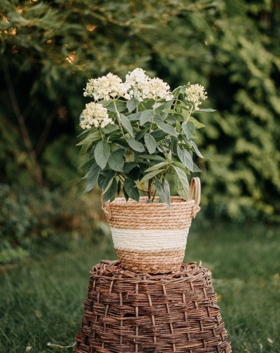 hortensja-bukietowa-hydrangea-paniculata-magical-mont-blanc-zielonapara-sadzonka-duza-zdrowa-biale-kwiaty