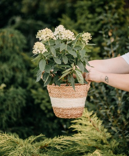 hortensja-bukietowa-miniaturowa-Hydrangea-paniculata-miniaturowa-zielonapara-zielona-para-sadzonka-0647.jpg