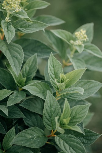 hortensja-bukietowa-Hydrangea-paniculata-zielonapara-zielona-para-sadzonka-0331.jpg
