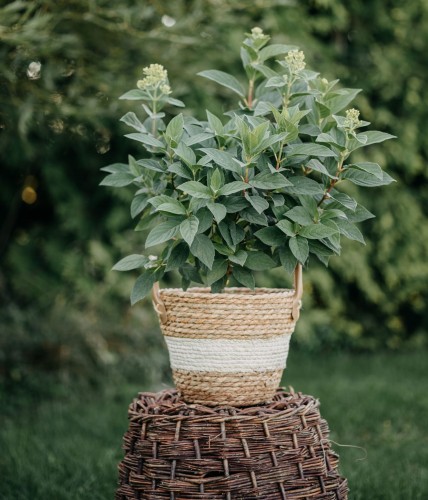 hortensja-bukietowa-phantom-hydrangea-paniculata-duze-kremowe-wiechy-wysoka-roslina-sadzonka-sadzonki-zielona-para-zielonapara